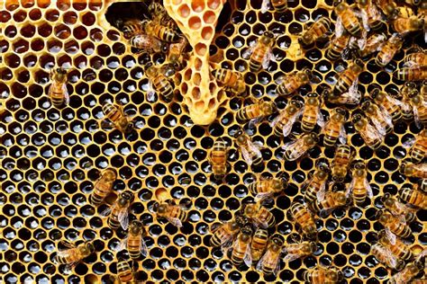 types of bee in the philippines|Bees and Pollination in the Philippines: Comprehensive .